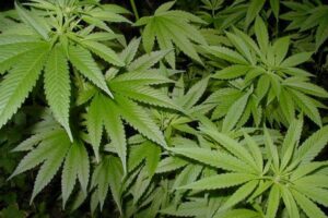 marihuana