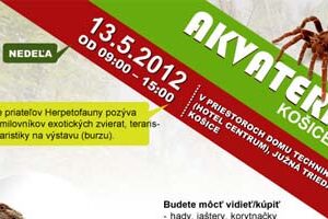 introakvatera